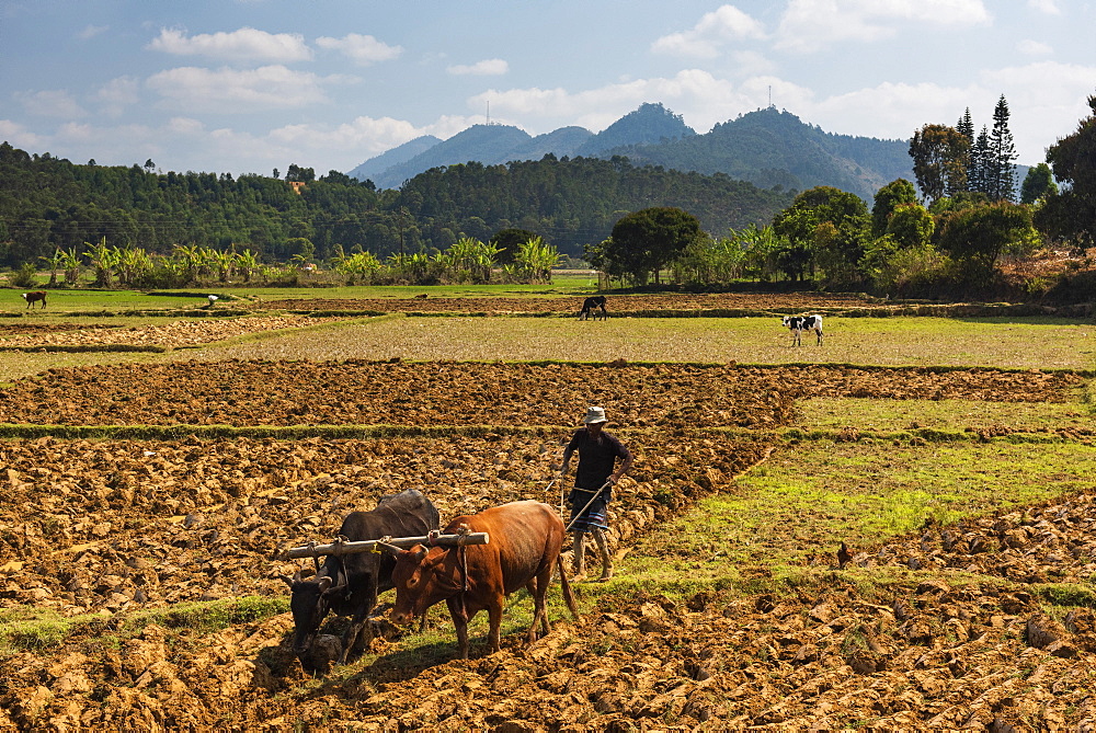 Rice paddy field worker farming near Andasibe, Madagascar, Africa