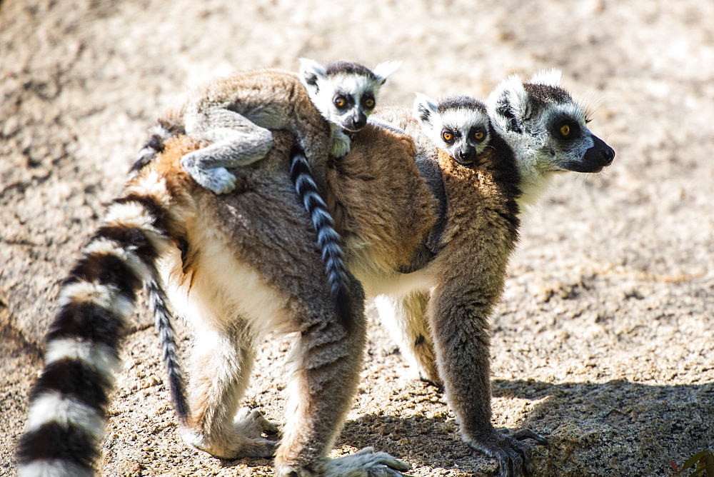 Ring-tailed Lemur and its baby (Lemur catta), Anja Community Reserve, Haute Matsiatra Region, Madagascar, Africa