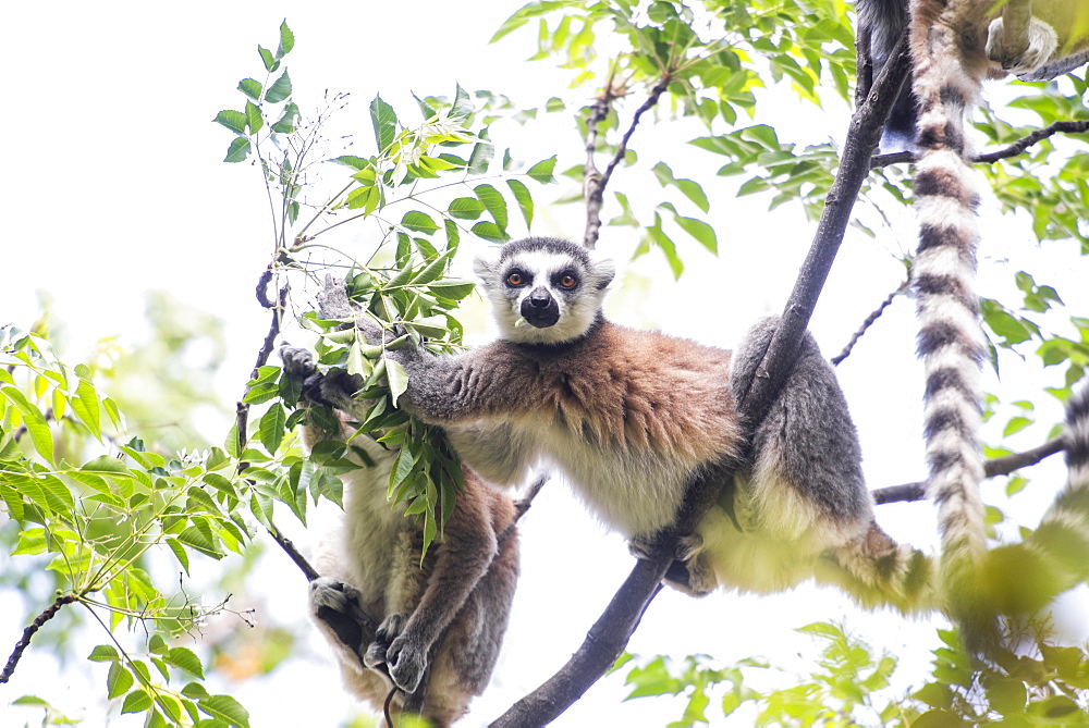 Ring-tailed Lemur (Lemur catta), Anja Community Reserve, Haute Matsiatra Region, Madagascar, Africa