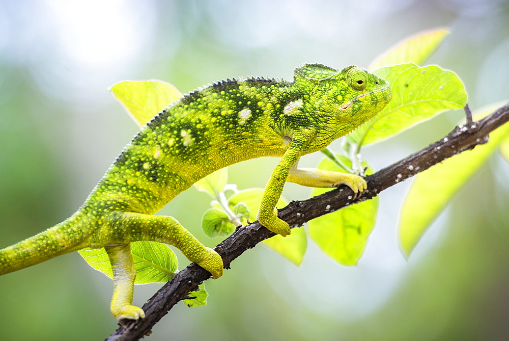 Malagasy Giant Chameleon (Furcifer oustaleti), Anja Community Reserve, Haute Matsiatra Region, Madagascar, Africa