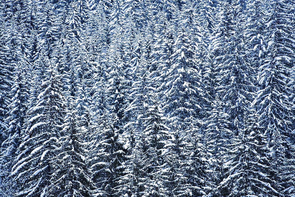 Snowy forest winter landscape, Avoriaz, Port du Soleil, Auvergne Rhone Alpes, French Alps, France, Europe