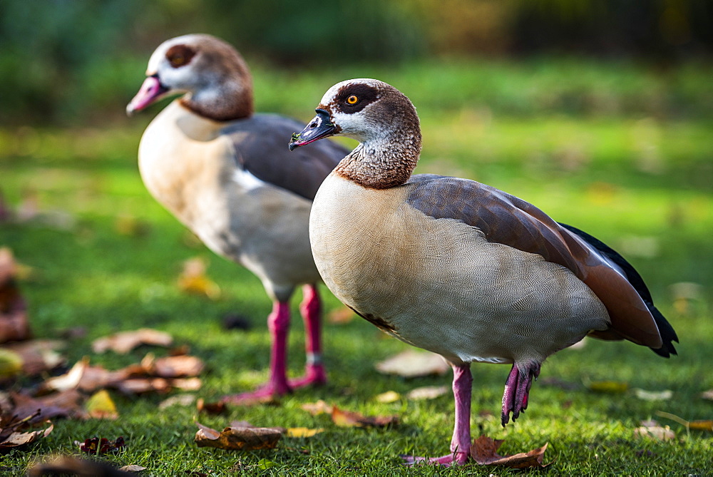 Egyptian Geese in Regents Park, one of the Royal Parks of London, England, United Kingdom, Europe