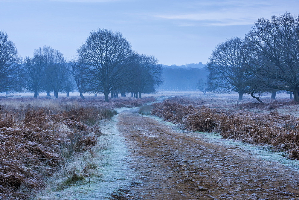 Richmond Park on a frosty morning, Richmond, London, England, United Kingdom, Europe