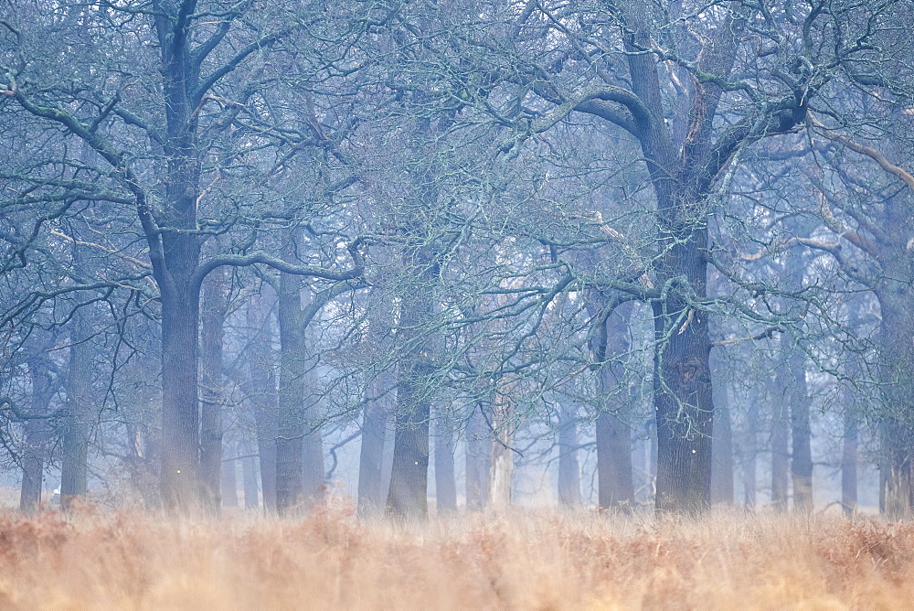 Woodland in Richmond Park, Richmond, London, England, United Kingdom, Europe