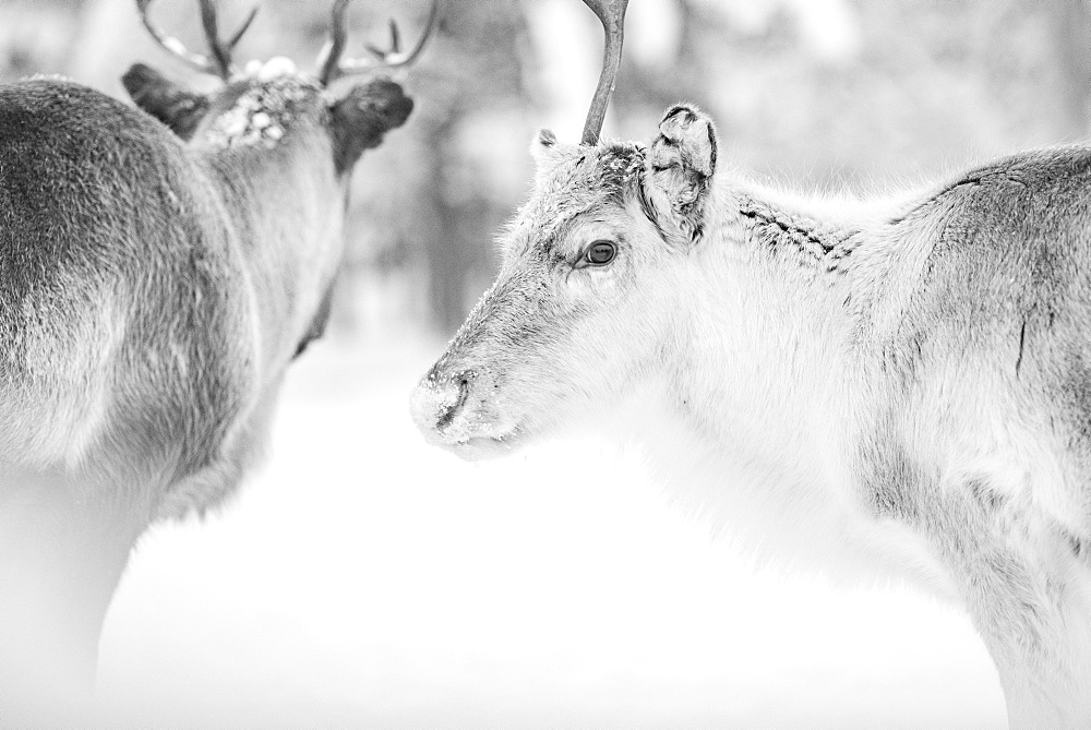 Reindeer at Torassieppi Reindeer Farm, Lapland, Finland, Europe