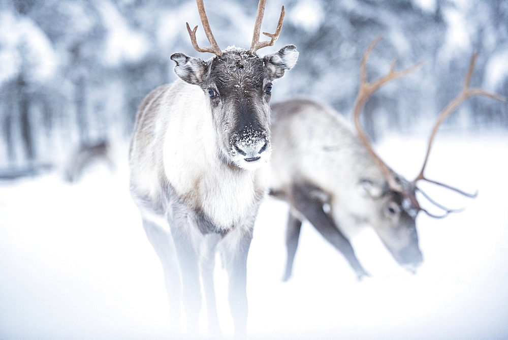 Reindeer at Torassieppi Reindeer Farm, Lapland, Finland, Europe