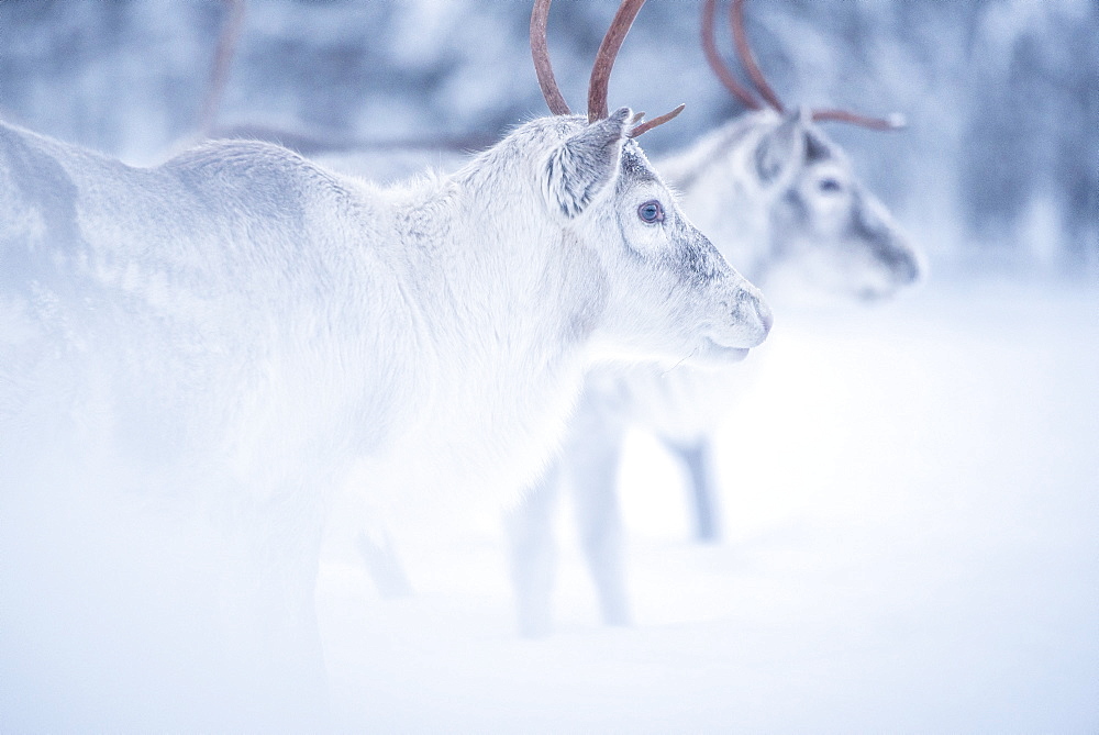 Reindeer at Torassieppi Reindeer Farm, Lapland, Finland, Europe