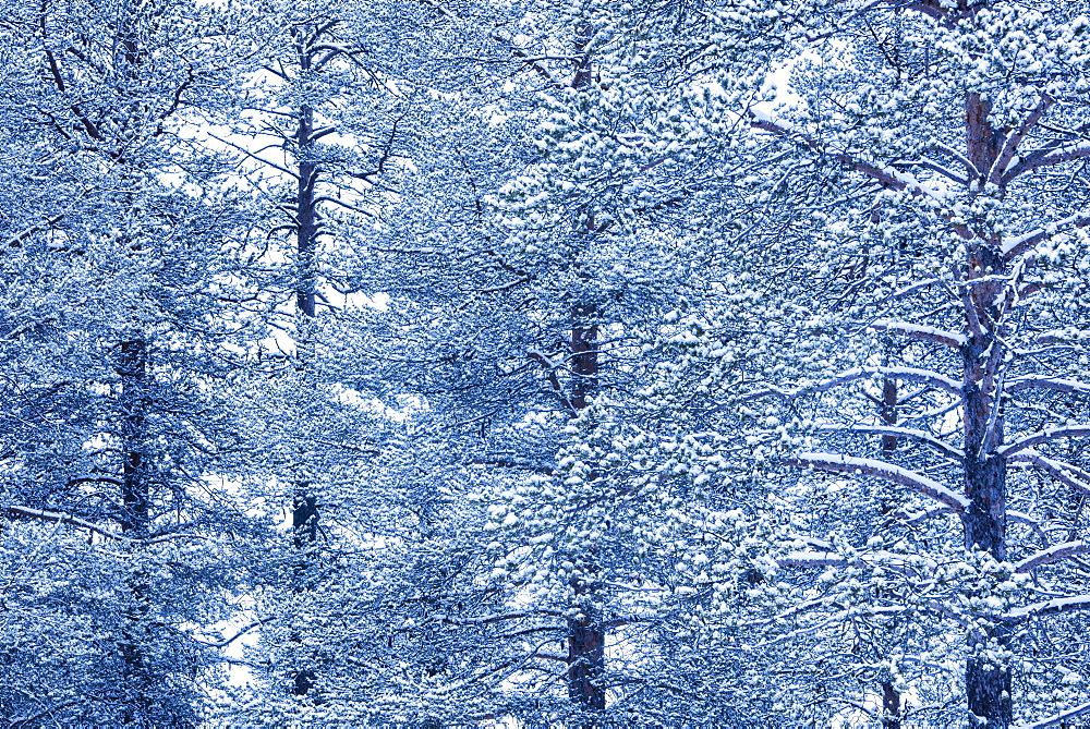 Winter forest landscape, Akaslompolo, Lapland, Finland, Europe