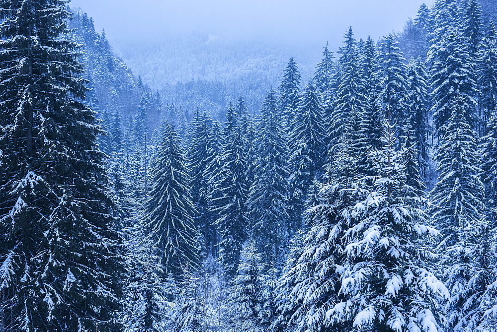 Winter landscapes of Carpathian Mountains near Brasov, Brasov County, Romania, Europe