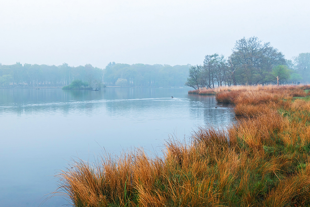 Pen Ponds in Richmond Park at sunrise, London, England, United Kingdom, Europe