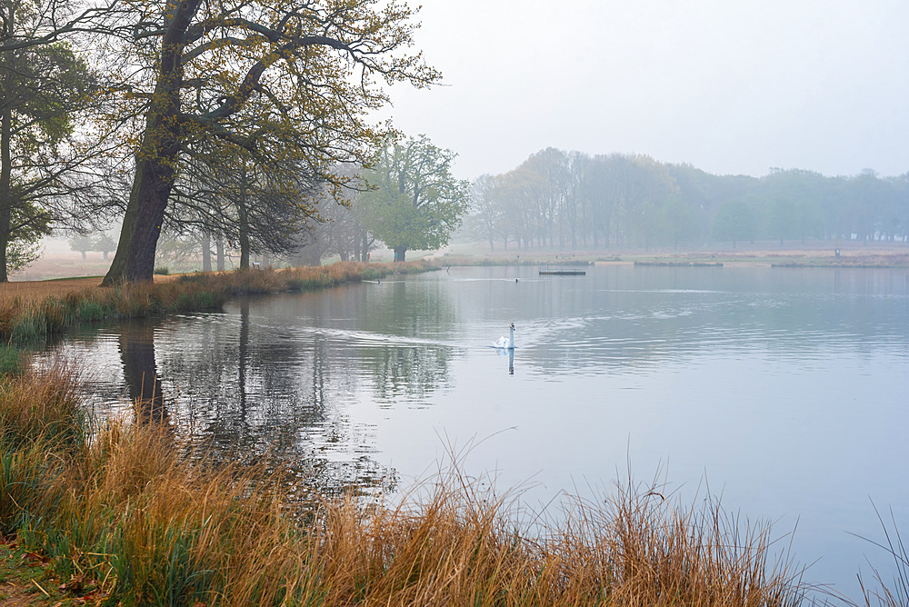 Swan in Richmond Park, at Pen Ponds at sunrise, London, England, United Kingdom, Europe