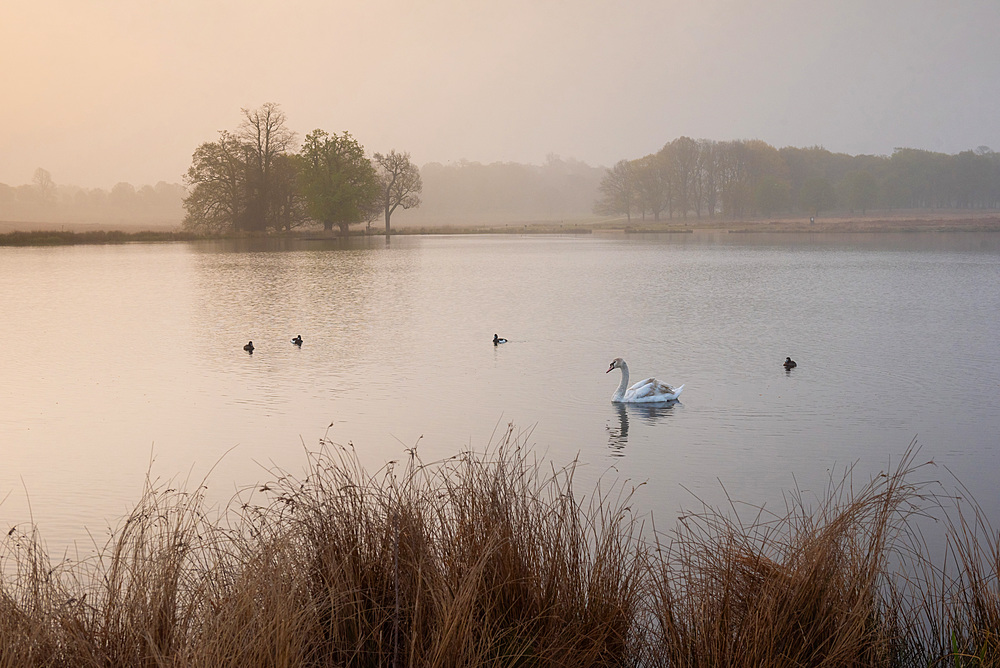 Swan in Richmond Park, at Pen Ponds at sunrise, London, England, United Kingdom, Europe