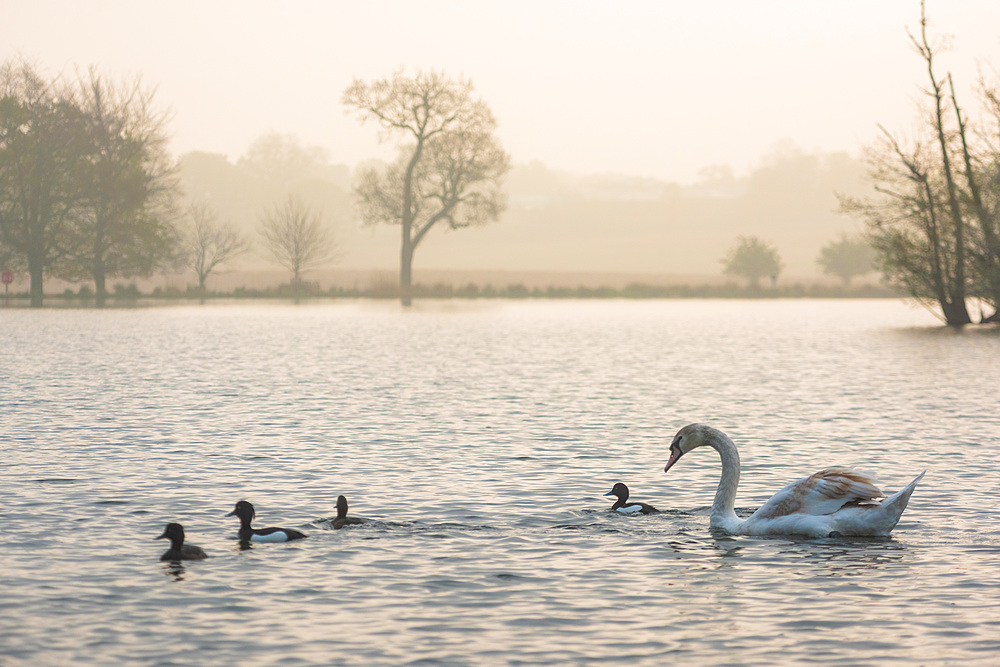 Swan in Richmond Park, at Pen Ponds at sunrise, London, England, United Kingdom, Europe