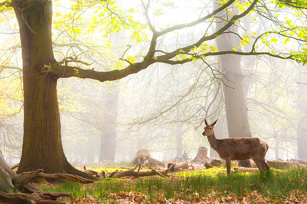 Red Deer in Richmond Park, London, England, United Kingdom, Europe