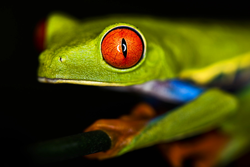 Red-eyed tree frog (Agalychnis callidryas), Sarapiqui, Heredia Province, Costa Rica, Central America