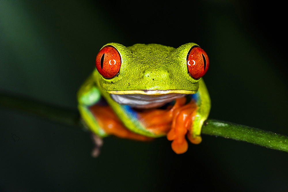 Red-eyed tree frog (Agalychnis callidryas), Sarapiqui, Heredia Province, Costa Rica, Central America