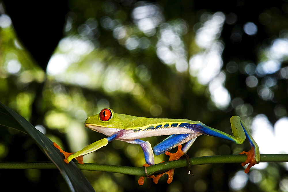 Red-eyed tree frog (Agalychnis callidryas), Sarapiqui, Heredia Province, Costa Rica, Central America