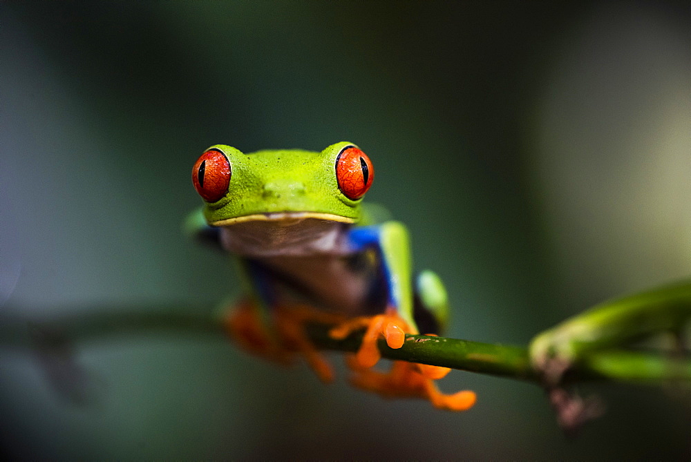 Red-eyed tree frog (Agalychnis callidryas), Sarapiqui, Heredia Province, Costa Rica, Central America