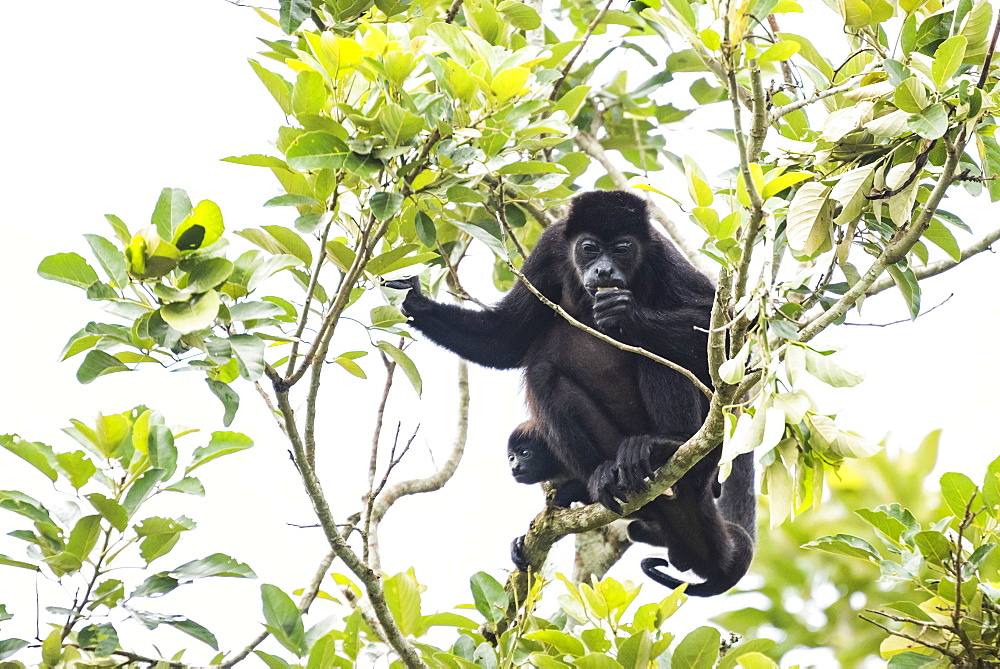 Mantled Howler Monkey (Alouatta palliata), La Fortuna, Arenal, Alajuela Province, Costa Rica, Central America