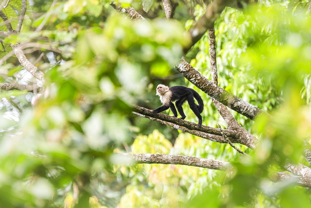 White-headed capuchin (Cebus imitator), Arenal Volcano National Park, near La Fortuna, Alajuela Province, Costa Rica, Central America