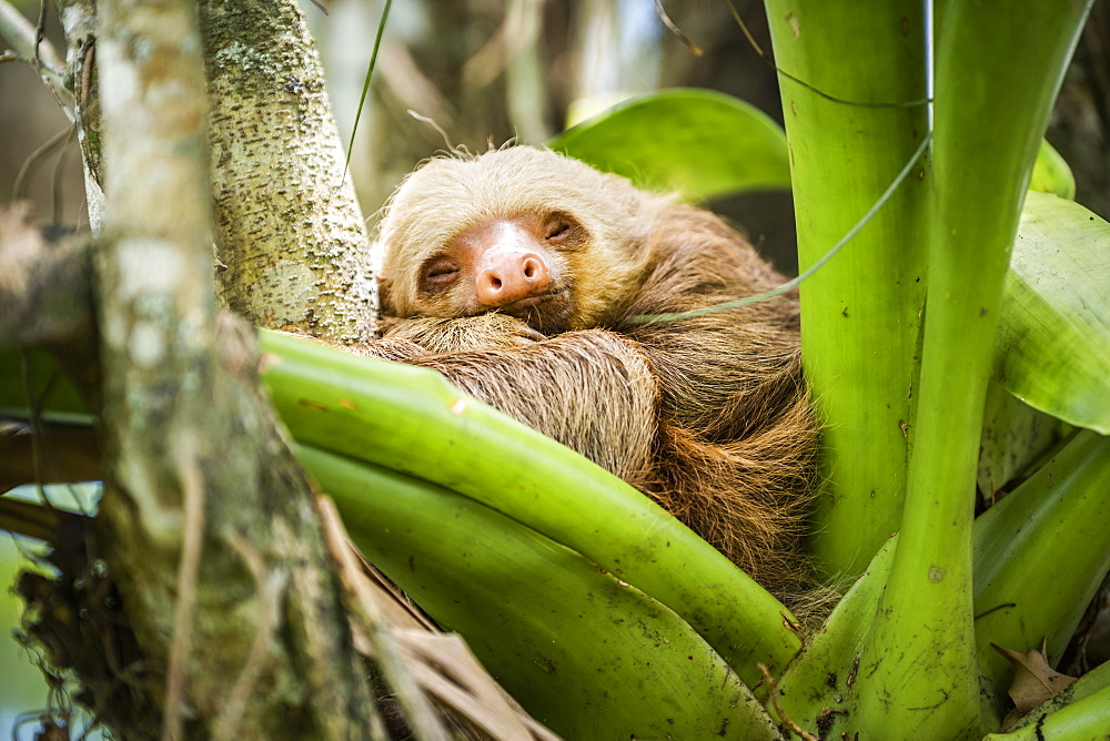 Hoffmann's two-toed sloth (Choloepus hoffmanni), La Fortuna, Arenal National Park, Alajuela Province, Costa Rica, Central America