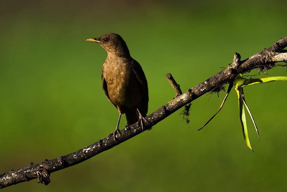 Clay Colored Thrush (Turdus Grayi), the national bird of Costa Rica, seen in Boca Tapada, Alajuela Province, Costa Rica, Central America