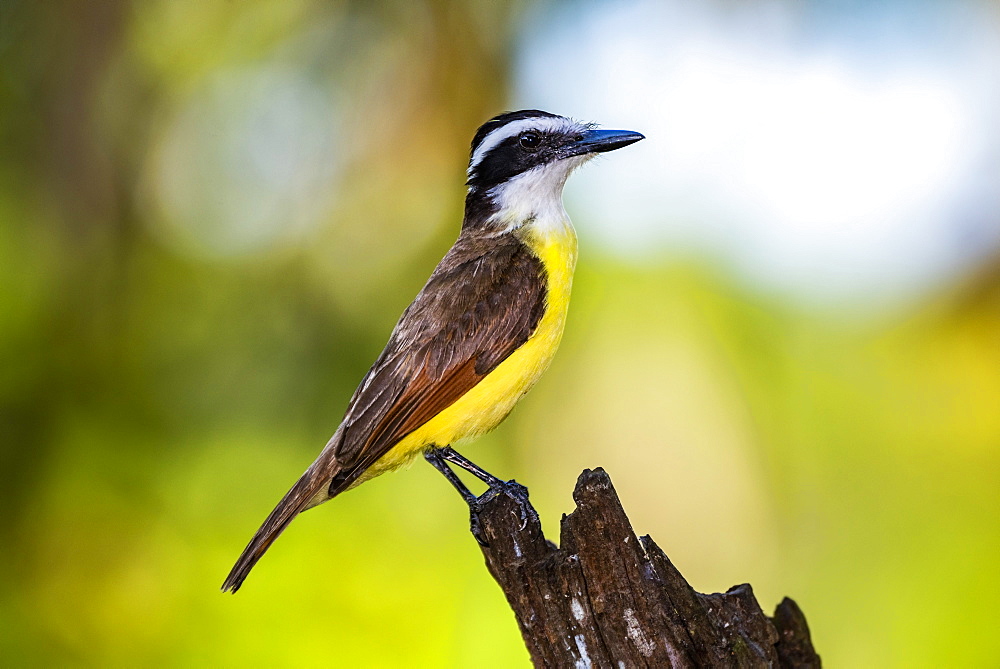 Great Kiskadee (Pitangus Sulphuratus), Boca Tapada, Alajuela Province, Costa Rica, Central America