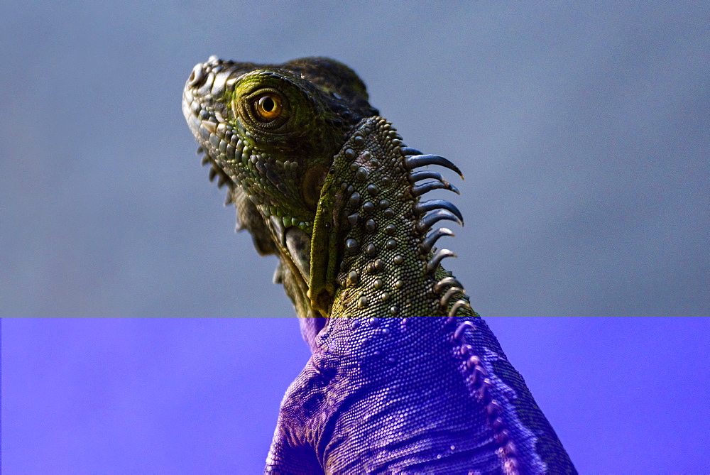 Green Iguana (Iguana Iguana), Boca Tapada, Alajuela Province, Costa Rica, Central America