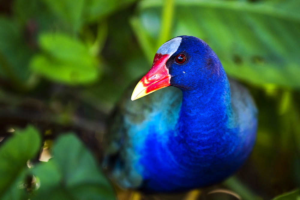 Purple Gallinule (Porphyrio Martinicus), a type of Swamphen at Boca Tapada, Alajuela Province, Costa Rica, Central America