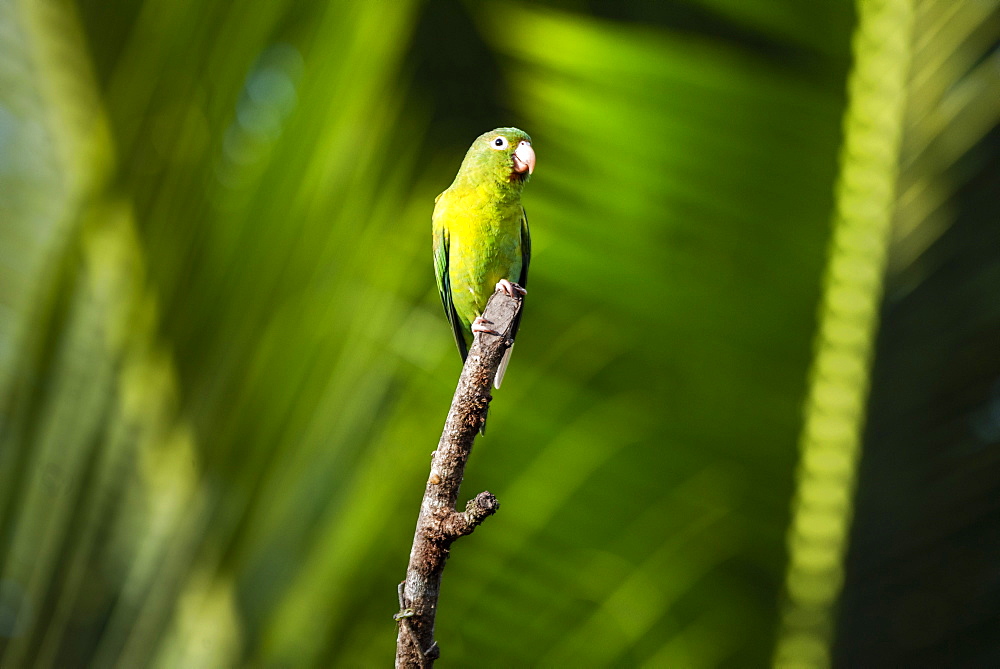 Orange Chinned Parakeet (Brotogeris Jugularis), Boca Tapada, Alajuela Province, Costa Rica, Central America