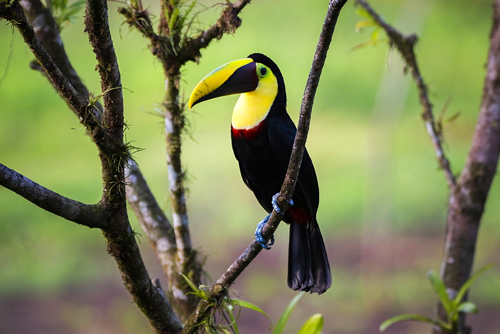 Chestnut-mandibled Toucan (Swainsons Toucan) (Ramphastos ambiguus swainsonii), Boca Tapada, Alajuela Province, Costa Rica, Central America