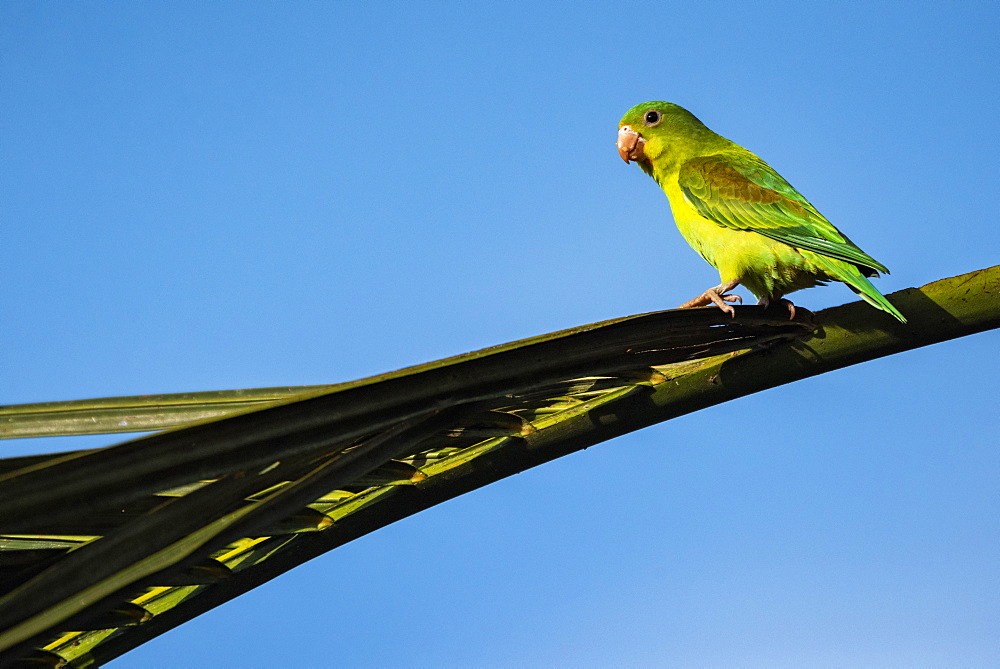 Orange chinned Parakeet (Brotogeris Jugularis), Boca Tapada, Alajuela Province, Costa Rica, Central America