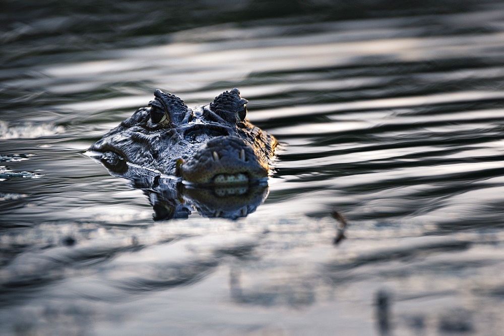 Spectacled Caiman (Caiman crocodilus), Boca Tapada, Alajuela Province, Costa Rica, Central America