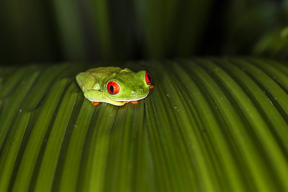 Red-Eyed Tree Frog (Agalychnis callidryas), Boca Tapada, Alajuela Province, Costa Rica, Central America