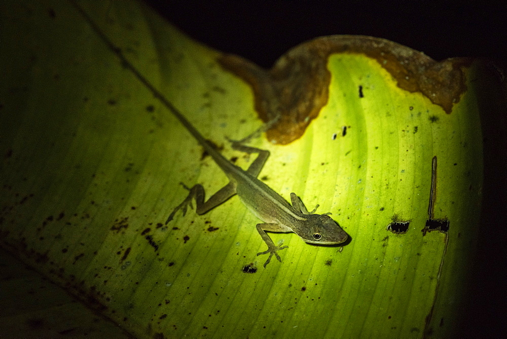 Slender Anole Lizard (Anolis fuscoauratus) (Brown Eared Anole), Boca Tapada, Alajuela Province, Costa Rica, Central America