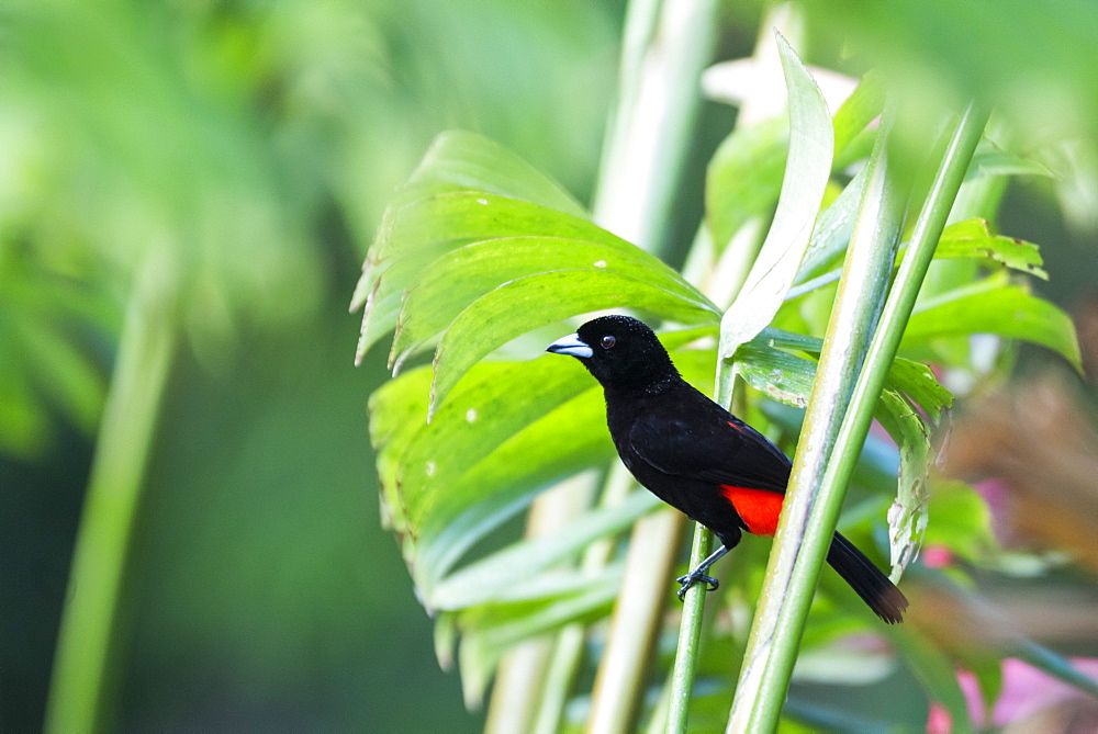 Scarlet-rumped Tanager (Ramphocelus passerinii), Boca Tapada, Alajuela Province, Costa Rica, Central America