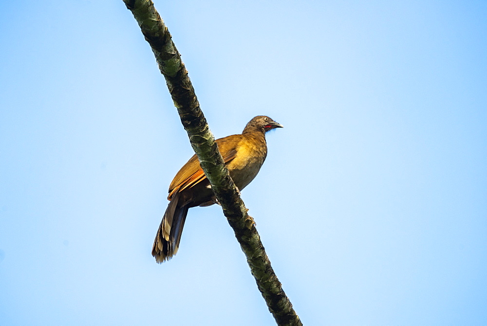 Grey-headed Chachalaca (Ortalis cinereiceps), Boca Tapada, Alajuela Province, Costa Rica, Central America