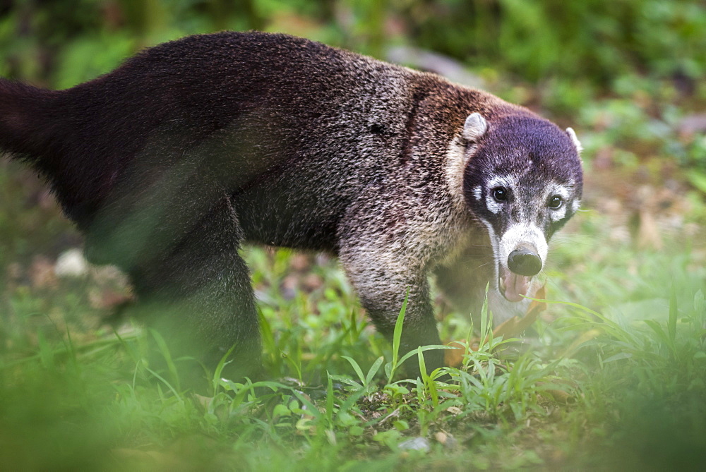 Coati (Nasua Nasua) (Coatimundis), Boca Tapada, Alajuela Province, Costa Rica, Central America