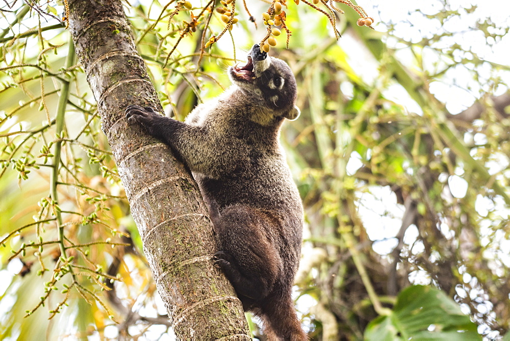 Coati (Nasua Nasua) (Coatimundis), Boca Tapada, Alajuela Province, Costa Rica, Central America