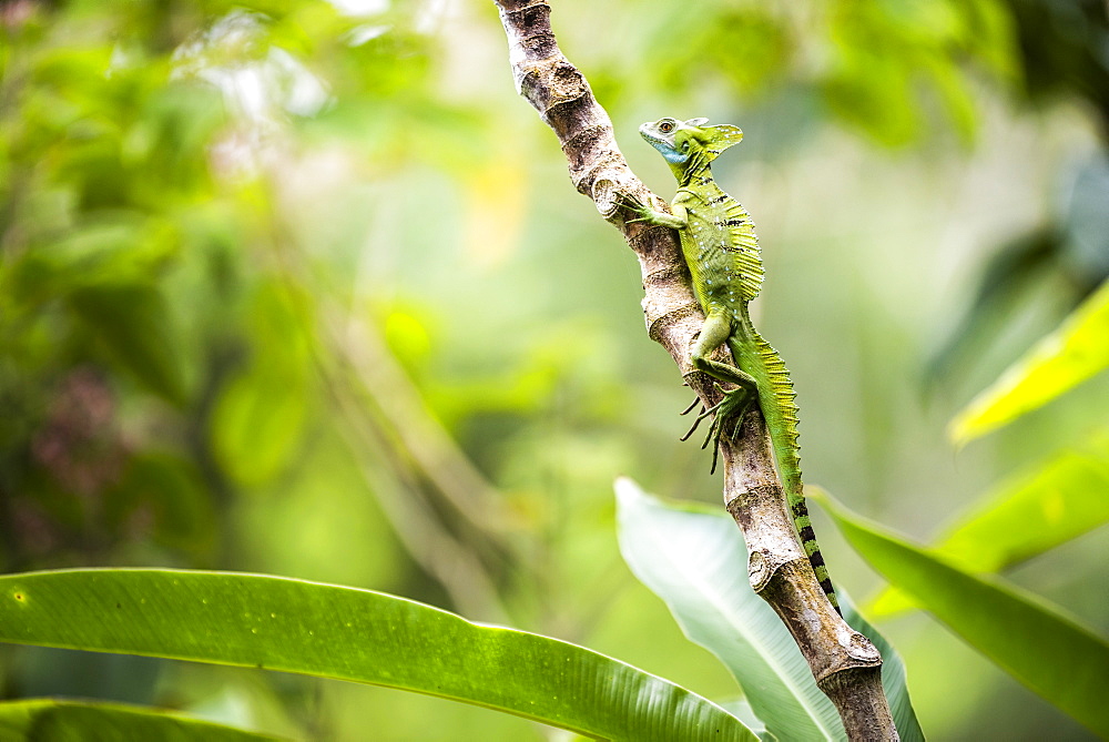 Green Plumed Basilisk Lizard (Basiliscus plumifrons), Boca Tapada, Alajuela Province, Costa Rica, Central America