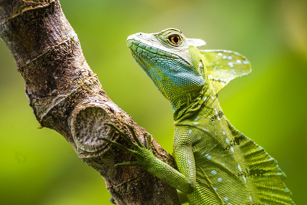 Green Plumed Basilisk Lizard (Basiliscus plumifrons), Boca Tapada, Alajuela Province, Costa Rica, Central America