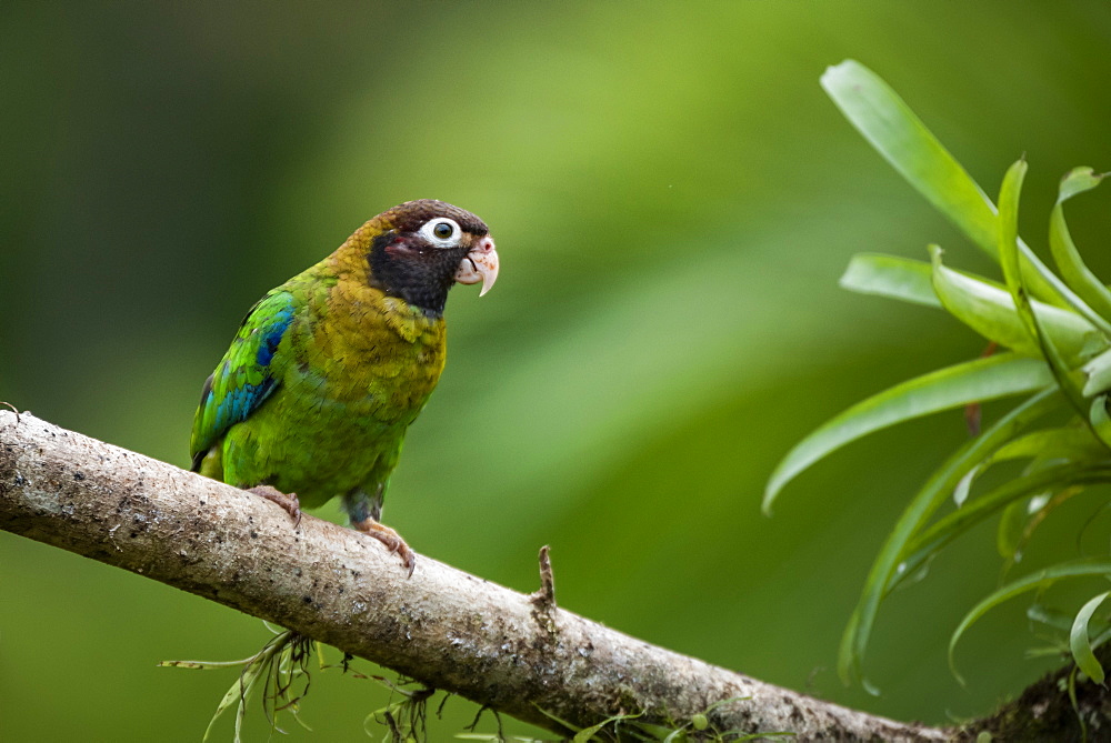 Brown-hooded Parrot (Pyrilia haematotis), Boca Tapada, Alajuela Province, Costa Rica, Central America