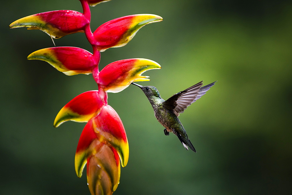 White-necked Jacobin (Florisuga mellivora) (Collared Hummingbird), Boca Tapada, Alajuela Province, Costa Rica, Central America