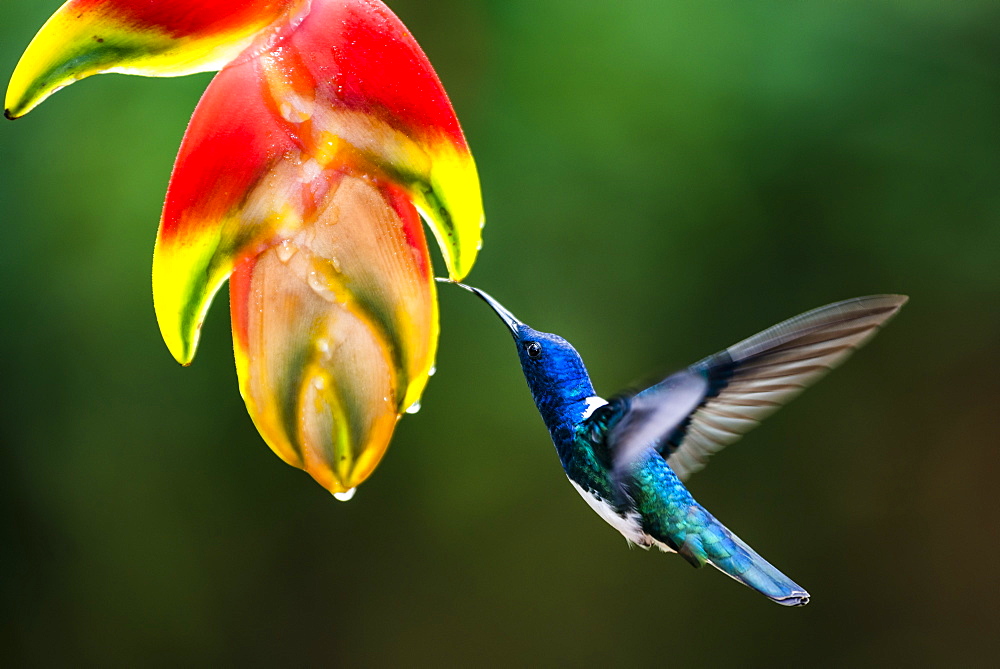 White-necked Jacobin (Florisuga mellivora) (Collared Hummingbird), Boca Tapada, Alajuela Province, Costa Rica, Central America