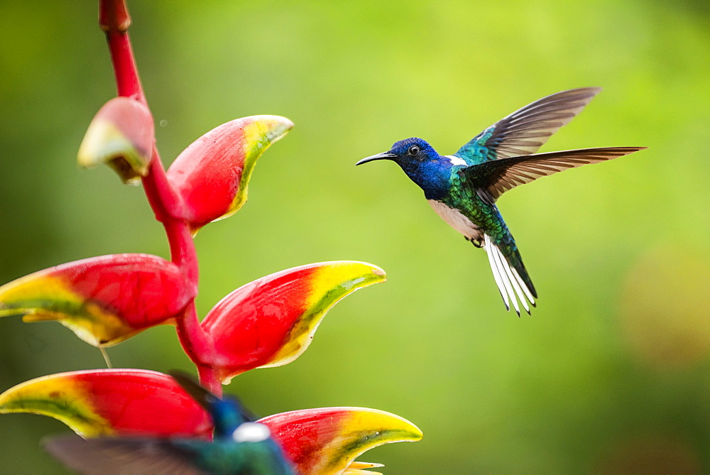 White-necked Jacobin (Florisuga mellivora) (Collared Hummingbird), Boca Tapada, Alajuela Province, Costa Rica, Central America