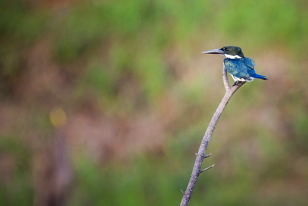 Green Kingfisher (Chloroceryle americana), Boca Tapada, Alajuela Province, Costa Rica, Central America