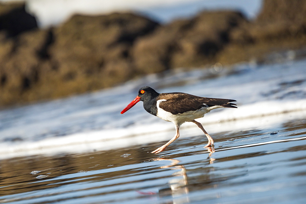 American Oystercatcher (Haematopus palliatus), Playa Arco Beach, Uvita, Marino Ballena National Park, Pacific Coast Costa Rica, Central America