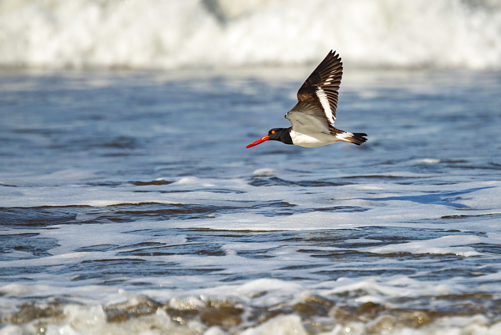 American Oystercatcher (Haematopus palliatus), Playa Arco Beach, Uvita, Marino Ballena National Park, Pacific Coast Costa Rica, Central America