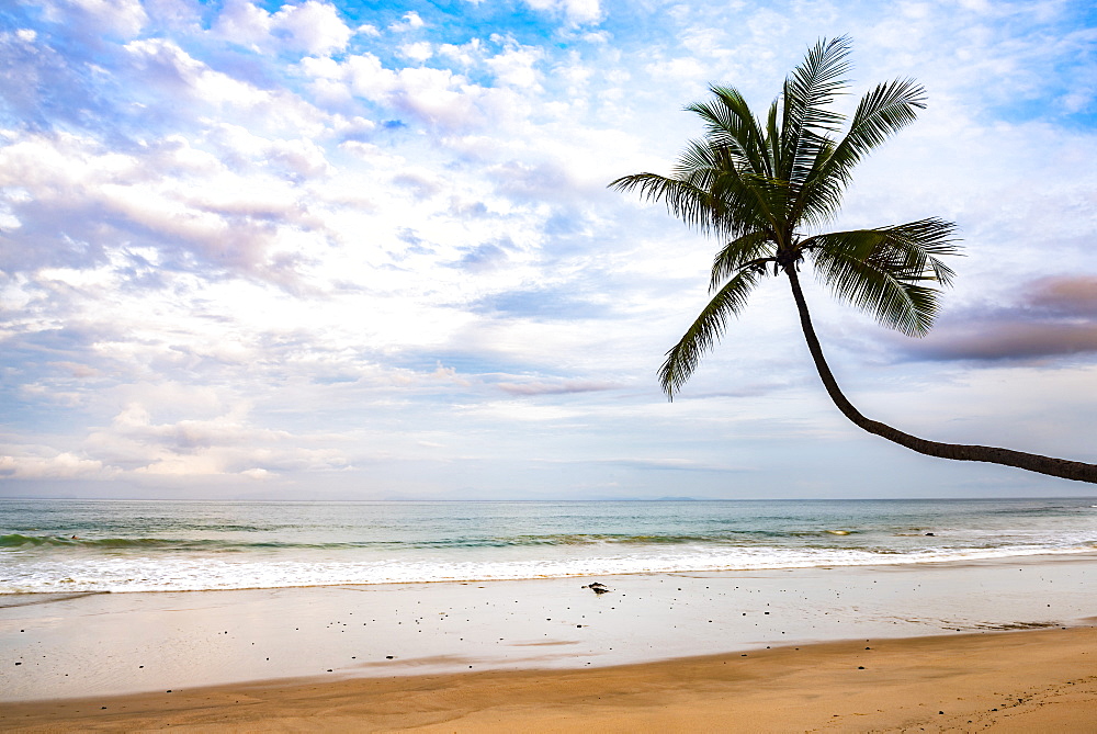 Palm tree at sunrise on Punta Leona Beach, Puntarenas Province, Pacific Coast of Costa Rica, Central America