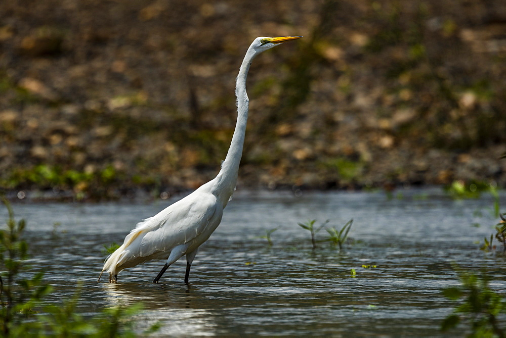 Tarcoles River, Carara National Park, Puntarenas Province, Costa Rica, Central America